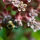 Imagen para el artículo titulado Mueren más de 500 millones de abejas en Brasil en tres meses, y la razón es un peligro para el planeta